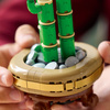 LEGO Botanicals 10344 Dracena Sandera