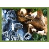 Puzzle 4w1 groźne dinozaury Jurassic World Trefl