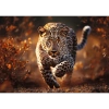 1000 el. Photo Odyssey: Dziki Leopard