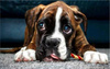 DIAMENTOWA MOZAIKA HAFT 5D Pies Buldog bokser o smutnych oczach  